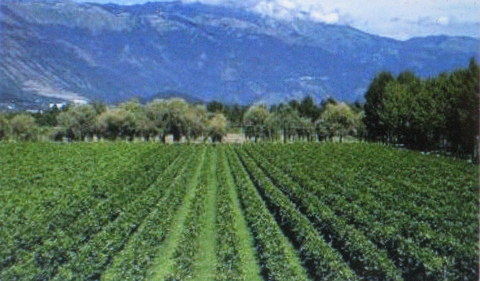 Conte Brandolini Winery embraces Slow Wine concepts