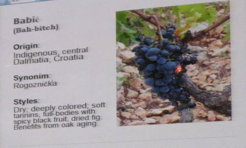 vina croatia 136