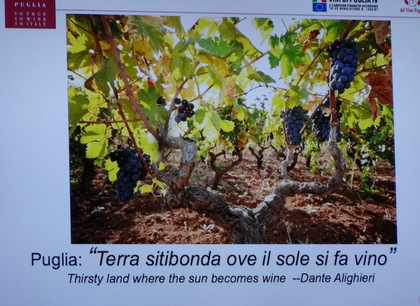 Puglia, land of great wines and the "green gold." (olive oil)