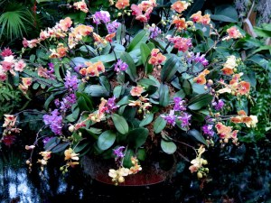 A centerpiece of orchids at the introduction of the NYBG Orchid Show. Photo by Carole Di Tosti