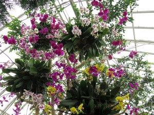 orchids, NYBG, Orchid Show, Marc Hachadourian, orchid curator at NYBG