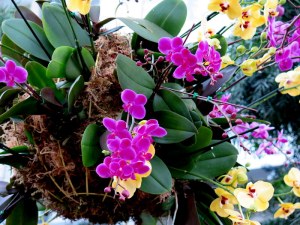 NYBG Orchid Show, orchids, NYBG, orchid curator, Marc Hachadourian, orchid gardening