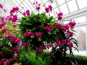 orchids, NYBG, The Orchid Show, Marc Hachadourian