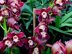 NYBG, The Orchid Show, orchids, Marc Hachadourian