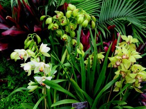 13th Annual NYBG Orchid Show. Photo by Carole Di Tosti