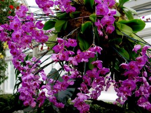 orchids, NYBG, Orchid Show, orchid chandeliers, Marc Hahadourian