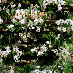 This is the centerpiece orchid chandelier catching the hues of light and smiling down on all who pass under the basket. 13th Annual Orchid Show, NYBG. Photo by Carole Di Tosti