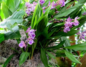 The 13th Annual Orchid Show at the NYBG. Photo by Carole Di Tosti
