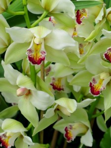 One variety of the orchids that you will see during the 13th Annual Orchid Show at the NYBG. Photo by Carole Di Tosti