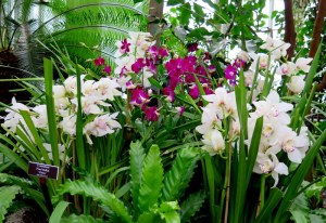 NYBG, orchids, The Orchid Show, Marc Hachadourian