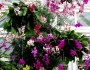 The 13th Annual Orchid Show-a Magnificent Herald of Spring at the&nbsp;NYBG