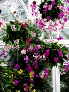Orchids are the largest flowering plant family and they vary size from the head of a pin to 25 feet tall. Photo by Carole Di Tosti, The Orchid Show at NYBG.
