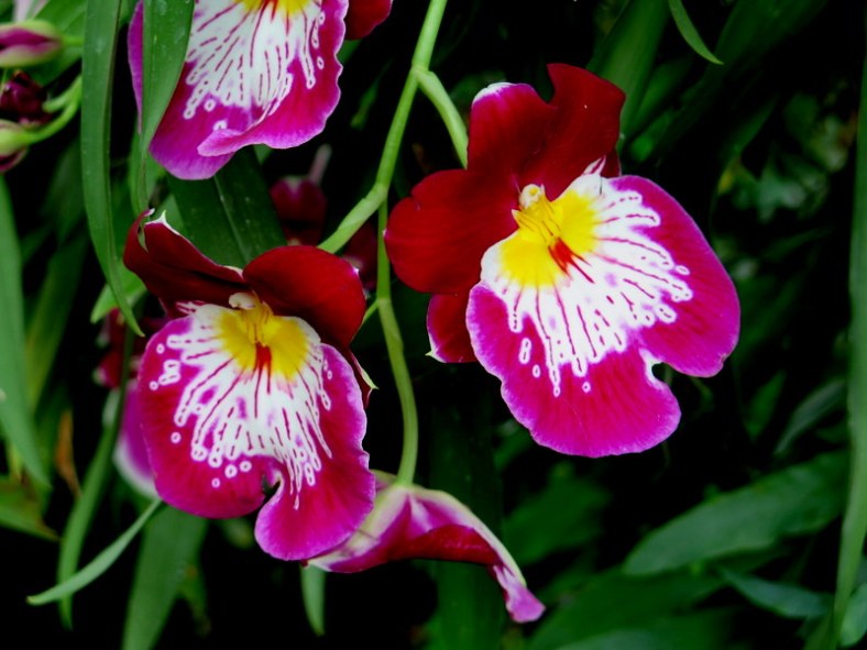 pansy orchids, NYBG, 14th Annual Orchid Show