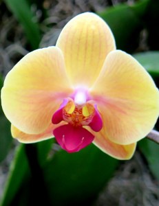 Orchidelirium, NYBG Orchid Show 2016, orchids