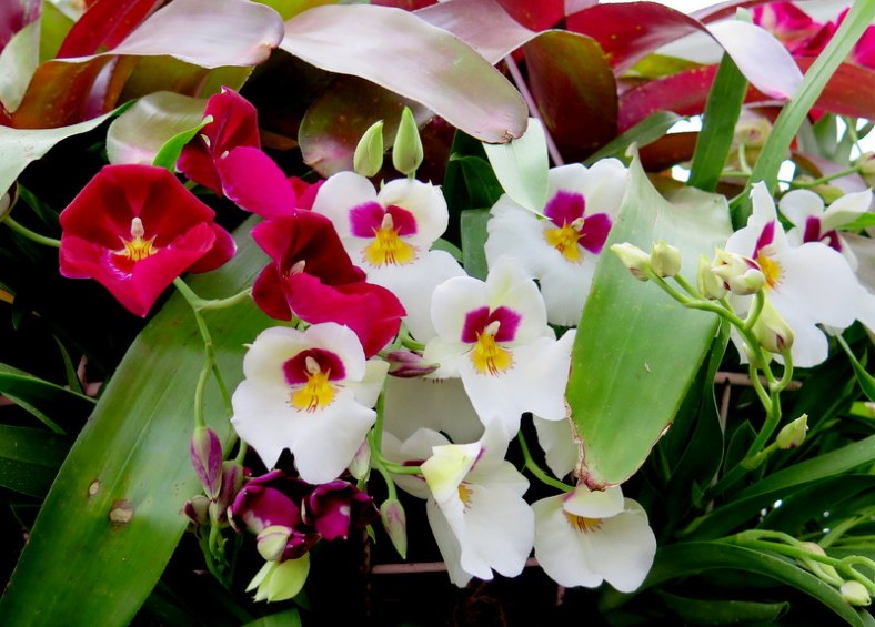 NYBG ORCHID SHOW, orchids