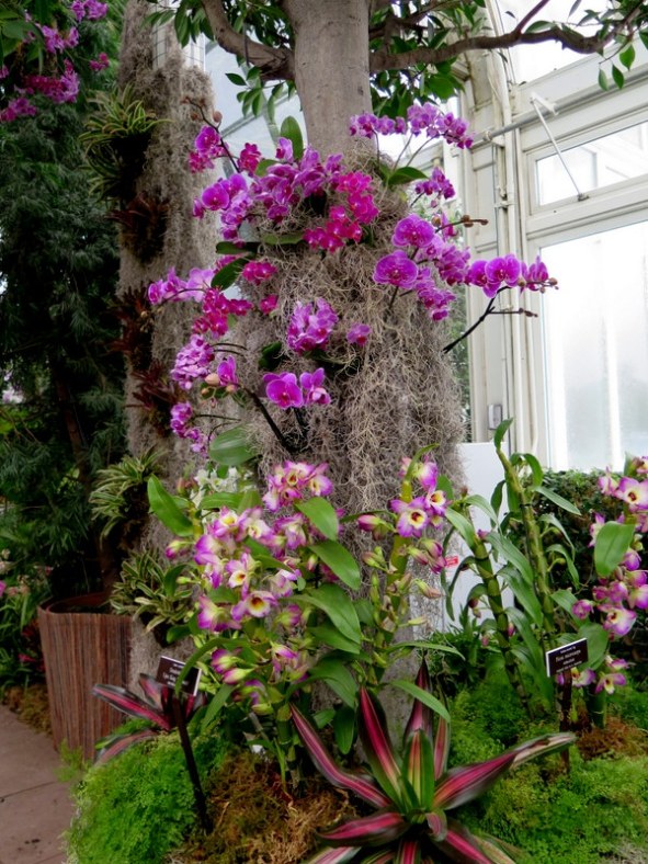 NYBG ORCHID SHOW 2016, orchids, NYBG