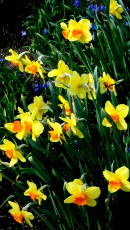 daffodils, NYBG, Earth Day Celebrations April 22-24
