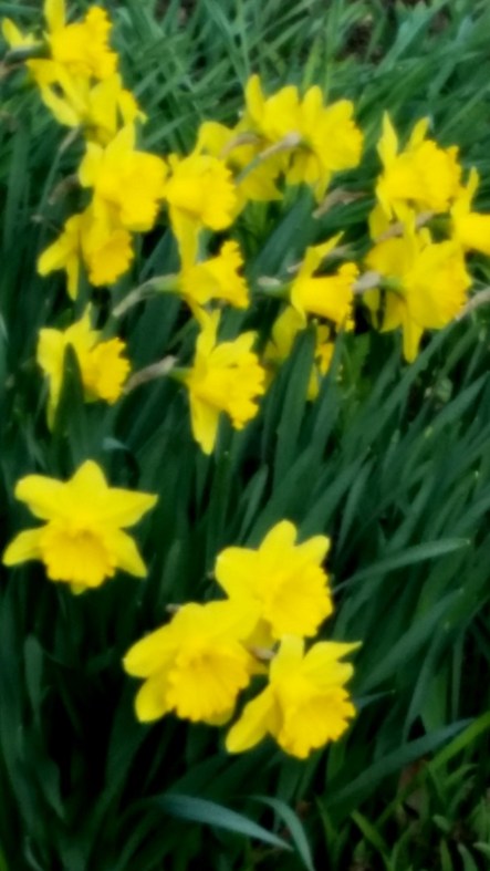 Earth Day Celebrations, daffodils and wine tastings, NYBG
