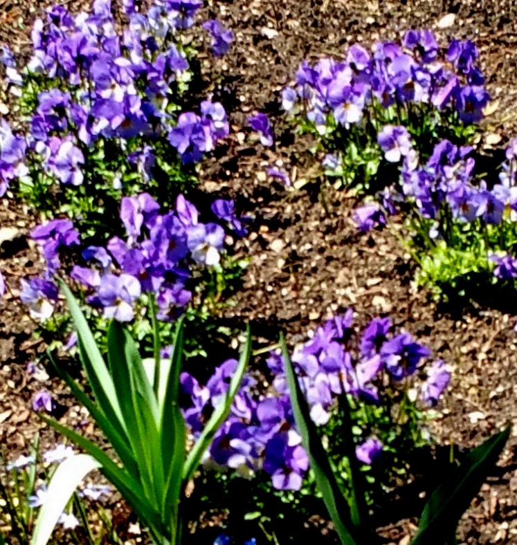 violets, NYBG, Earth Day Weekend, April 22-24, 2016