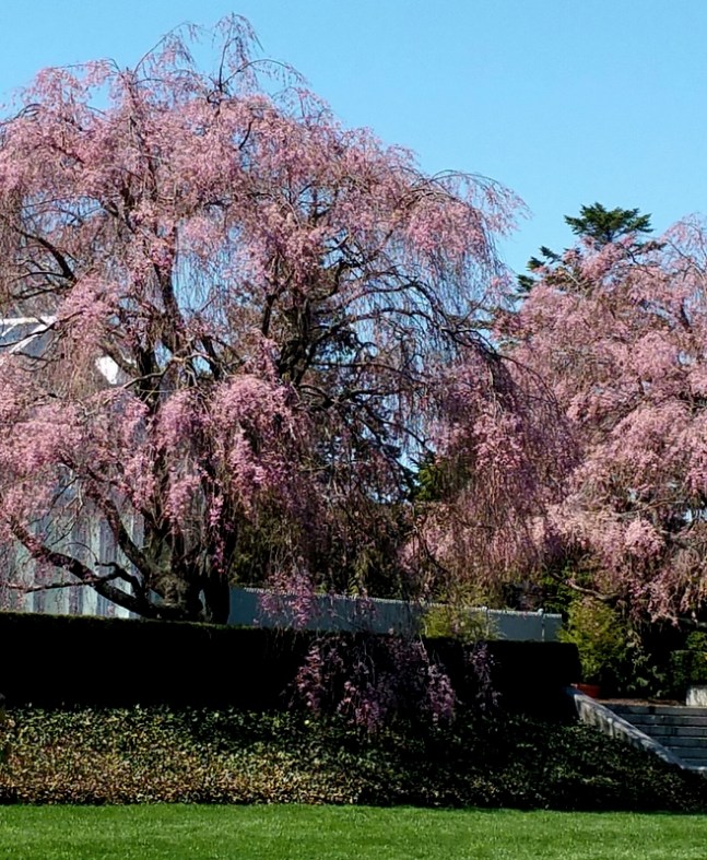 NYBG, springtime, Earth Day Weekend-April 22-24 2016