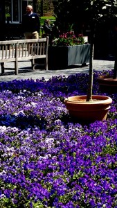 NYBG, Earth Day celebration April 22-24, 2016