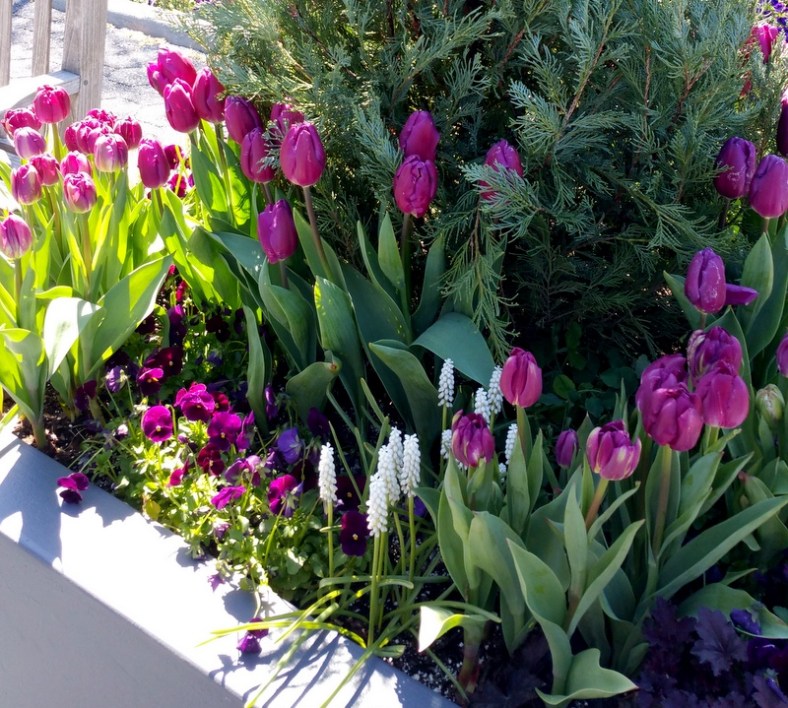 NYBG, Earth Day Celebration-April 22-24, 2016