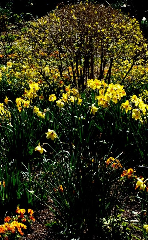 Daffodils, NYBG, Earth Day Celebrations, April 22-24, 2016