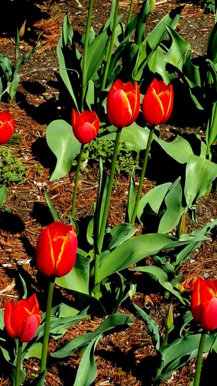 NYBG, Earth Day weekend April 22-24, 2016