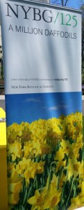 NYBG, 125th Anniversary NYBG, one million daffodials initiative