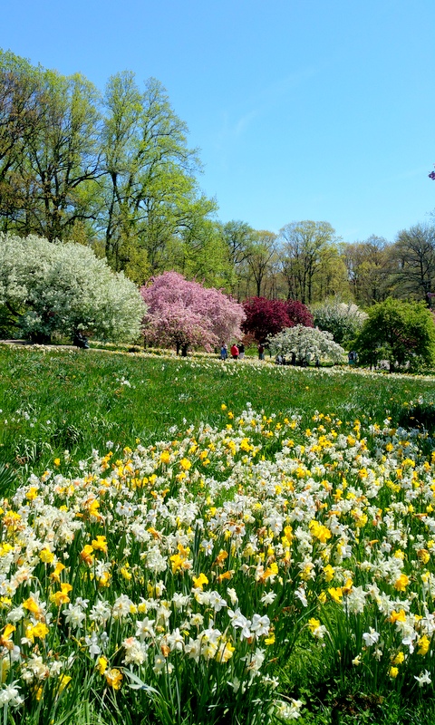 NYBG, Daffodil Hill