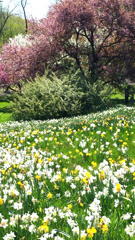 NYBG, one million daffodil project