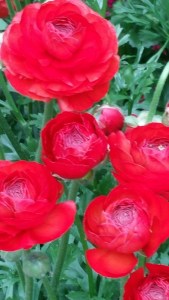 persian buttercup, Impressionism American Gardens on Canvas, NYBG