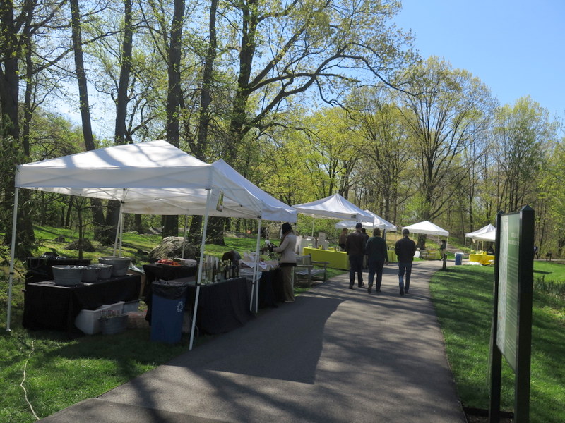 NYBG, 125th Anniversary, Daffodil Weekend, one million daffodil initiative