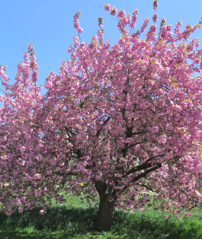 NYBG, Daffodil Hill, one million daffodil initiative