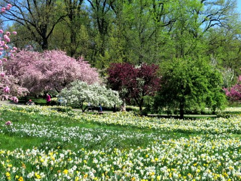 NYBG, Daffodil Hill