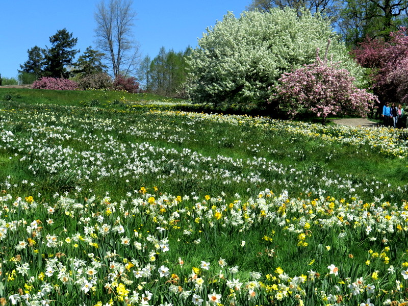 NYBG, Daffodil Hill