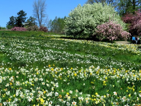 NYBG, Daffodil Hill