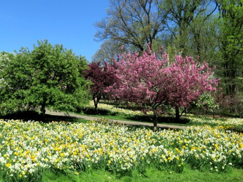 NYBG, one million daffodil initiative