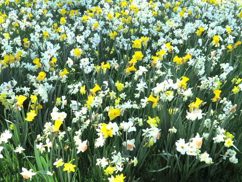 one million daffodil project, NYBG
