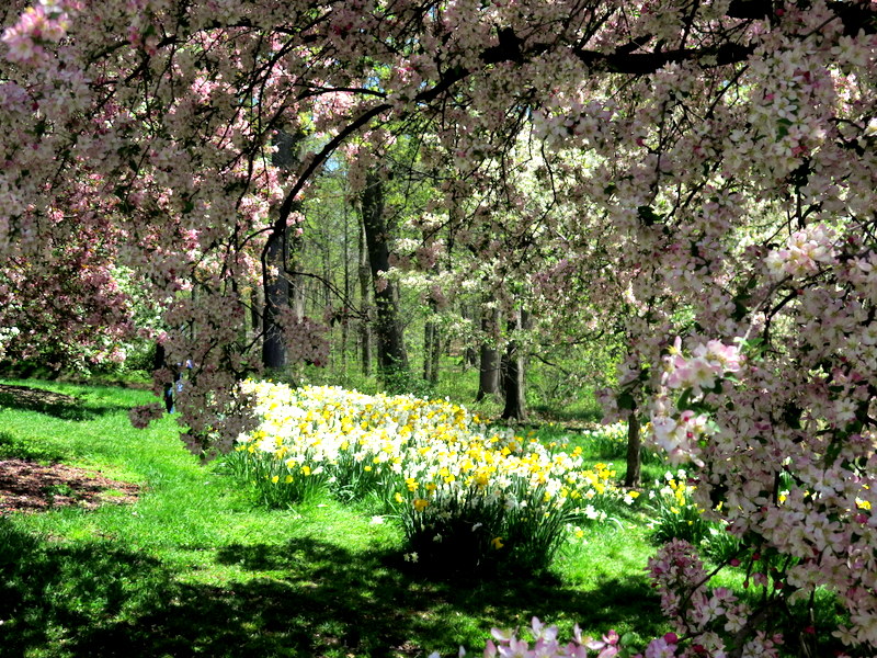 NYBG, 125th Anniversary, one million daffodil initiative
