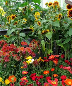 Poppies and sunflowers at the NYBG's 'Impressionism: American Gardens on Canvas.' Photo Carole Di Tosti