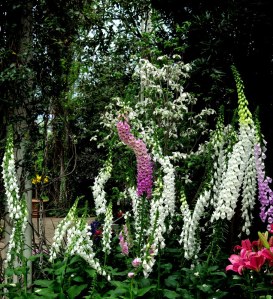 Foxgloves at the Enid A. Haupt Conservatory, NYBG's 'Impressionism: American Gardens on Canvas.' Photo by Carole Di Tosti