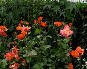 roses, NYBG Impressionism American Gardens on Canvas, Enid A. Haupt Conservatory