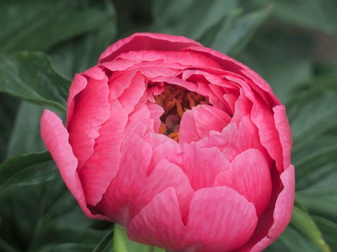 peony, NYBG, Impressionism American Gardens on Canvas