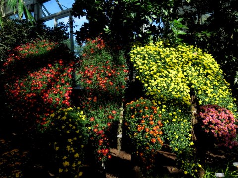 Kiku: The Art of the Japanese Garden, NYBG