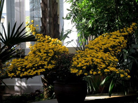 kiku, NYBG, Kiku: The Art of the Japanese Garden