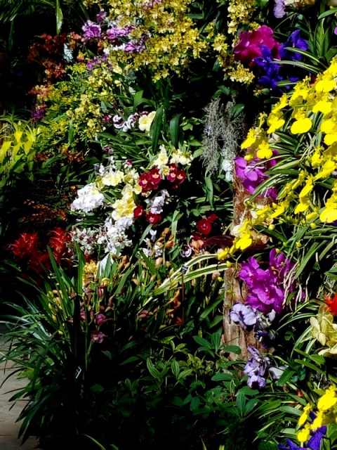 orchids, NYBG, The Orchid Show: Thailand