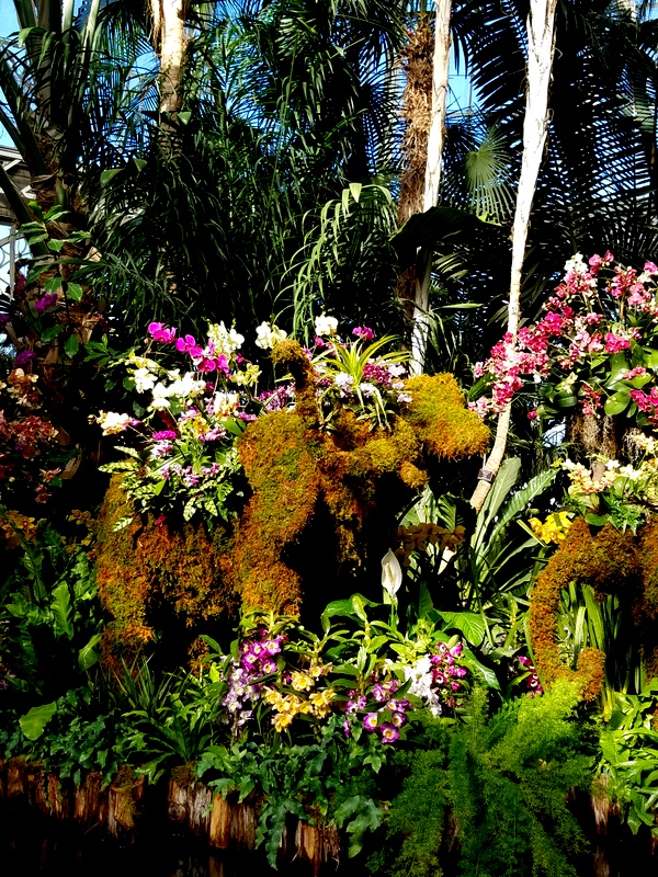 NYBG, Orchid Show: Thailand, Palms of the World Gallery, 15th Annual Orchid Show, NYBG
