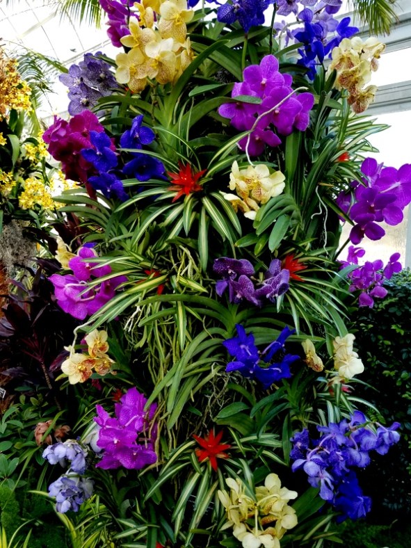 Vandas, Bromeliads, Phaelaenopsis, NYBG, Orchid Show: Thailand