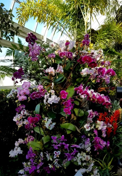 NYBG, 15th Annual Orchid Show, Orchid Show: Thailand, Phaeleanopsis